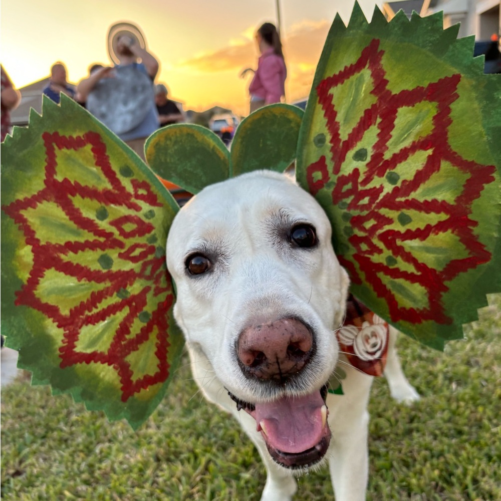 Jurassic Park Dilophosaurus Spitting Dinosaur Headband Costume Dog